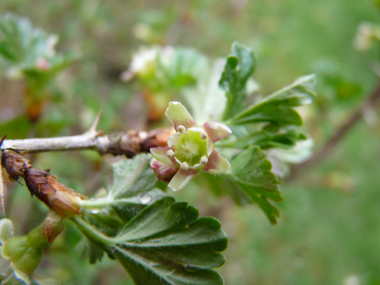 Fleurs d'abord verdâtres et roses puis verdâtres et rouges; uniques ou groupées par 2, elle sont portées par un petit pédoncule portant des feuilles. Agrandir dans une nouvelle fenêtre (ou onglet)